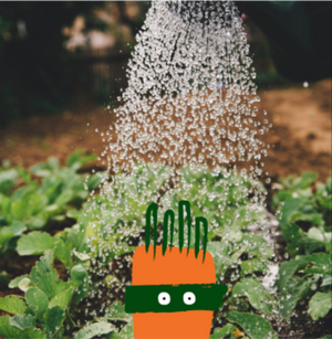 Wonky Veg in a field of veggies