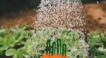 Wonky Veg in a field of veggies